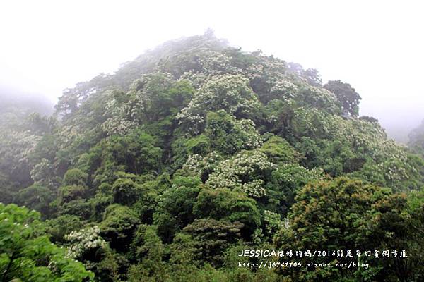 頭屋夢幻賞桐步道 (7).JPG