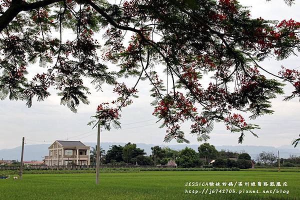 溪州綠筍路鳳凰花 (28).JPG