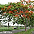 溪州綠筍路鳳凰花 (30).JPG