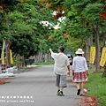 溪州綠筍路鳳凰花 (59).JPG