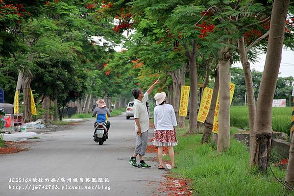 溪州綠筍路鳳凰花 (60).JPG