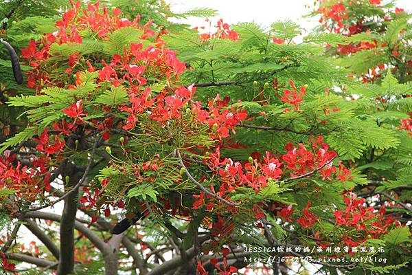 溪州綠筍路鳳凰花 (72).JPG