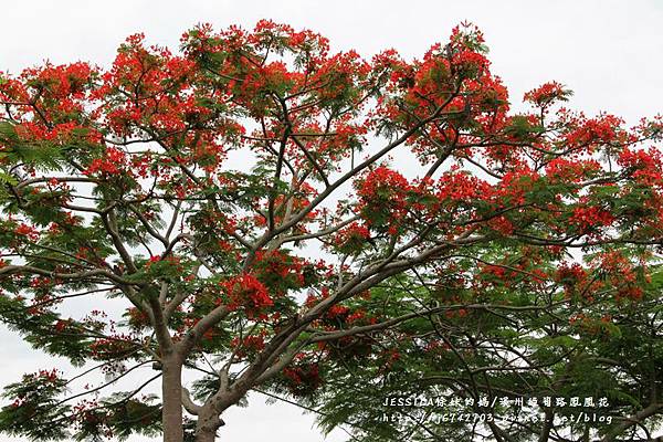 溪州綠筍路鳳凰花 (76).JPG