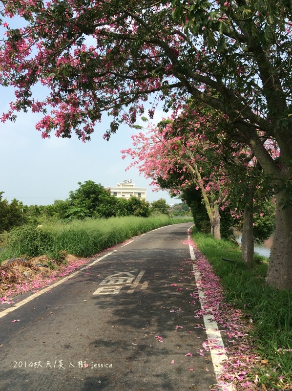 <就是愛拍拍>彰化.2014北斗河濱公園美人樹~