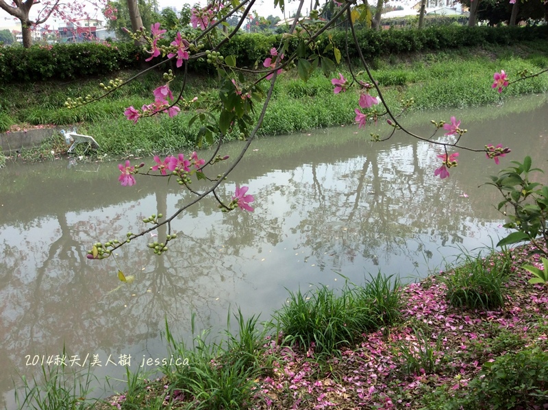 <就是愛拍拍>彰化.2014北斗河濱公園美人樹~