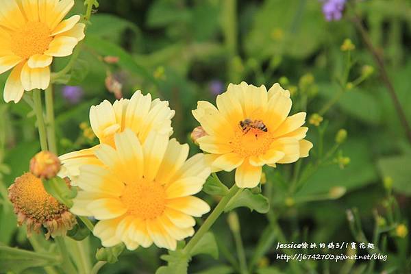 芬園黃花風鈴小半天一日遊 (14).JPG