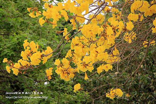 芬園黃花風鈴小半天一日遊 (26).JPG