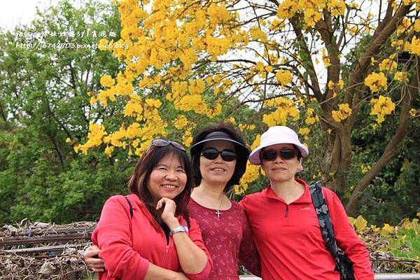 芬園黃花風鈴小半天一日遊 (34).JPG