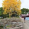 芬園黃花風鈴小半天一日遊 (44).JPG