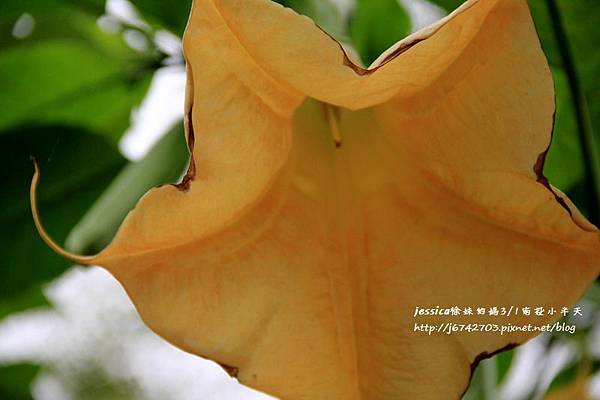 芬園黃花風鈴小半天一日遊 (87).JPG