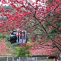 九族文化村賞櫻搭纜車 (26).JPG