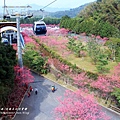 九族文化村賞櫻搭纜車 (28).JPG