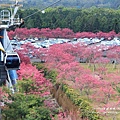 九族文化村賞櫻搭纜車 (29).JPG