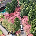 九族文化村賞櫻搭纜車 (47).JPG