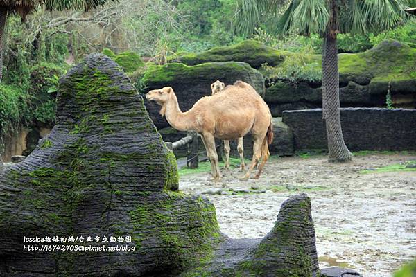 溪州木柵動物園深坑老街一日遊 (86).JPG