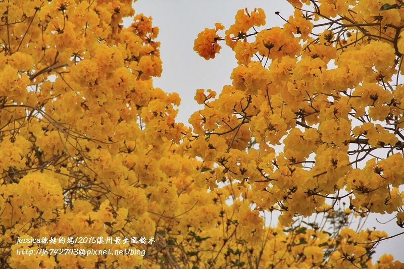 <就是愛拍拍>2015給你最炫麗的黃花風鈴木/彰化溪州台一線