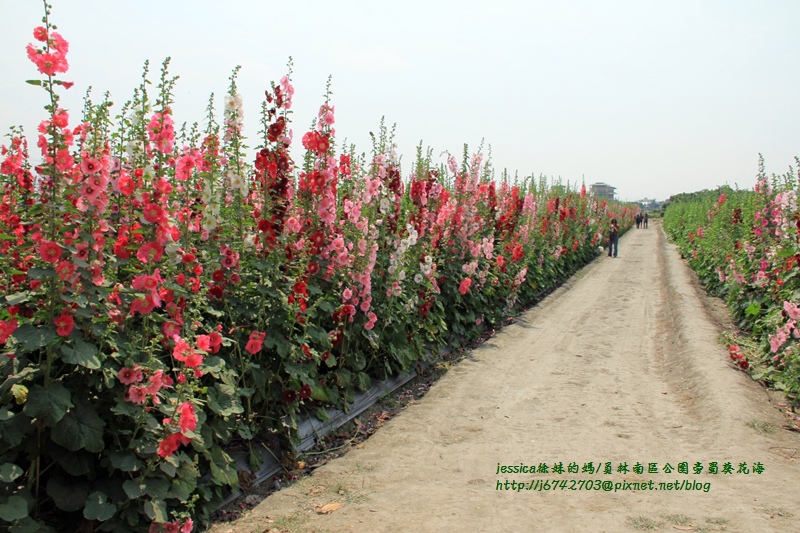 <就是愛拍拍>彰化.員林大明里南區公園旁蜀葵花海