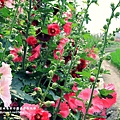 彰化員林大明里蜀葵花海 (12).JPG