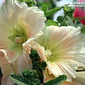 彰化員林大明里蜀葵花海 (104).JPG