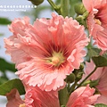 彰化員林大明里蜀葵花海 (119).JPG