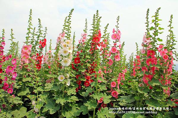 彰化員林大明里蜀葵花海 (128).JPG
