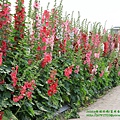 彰化員林大明里蜀葵花海 (154).JPG