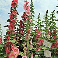 彰化員林大明里蜀葵花海 (165).JPG