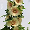 彰化員林大明里蜀葵花海 (168).JPG