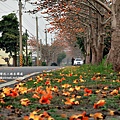 彰化溪湖環河路木棉花 (49).JPG