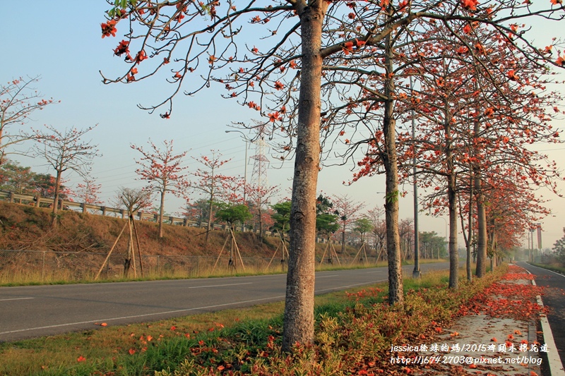 <就是愛拍拍>彰化.2015東螺溪木棉花~二林段(環河路)+