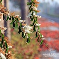 埤頭木棉花道 (130).JPG