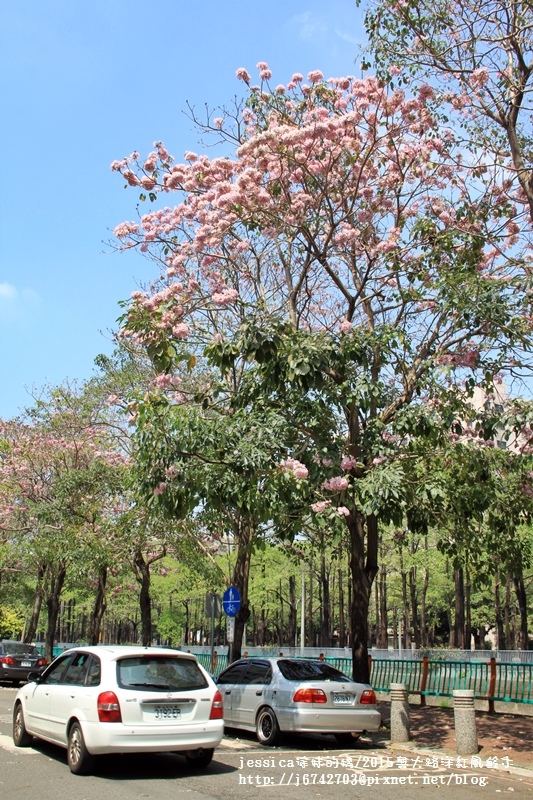 <就是愛拍拍>台中.興大路洋紅風鈴木