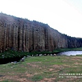 北環大果葉柱狀玄武岩 (15).JPG