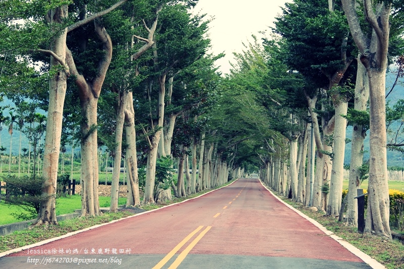 <遊記>2014台東輕旅行~鹿野龍田移民村/龍田國小百年黑松