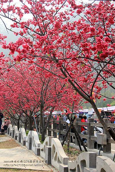 泰安派出所櫻花 (2).JPG