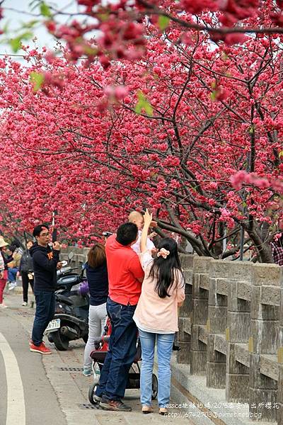 泰安派出所櫻花 (24).JPG