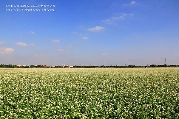 二林蕎麥花田 (4).JPG