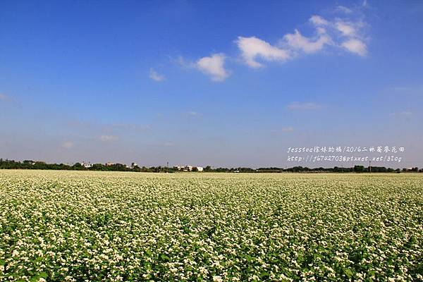 二林蕎麥花田 (38).JPG