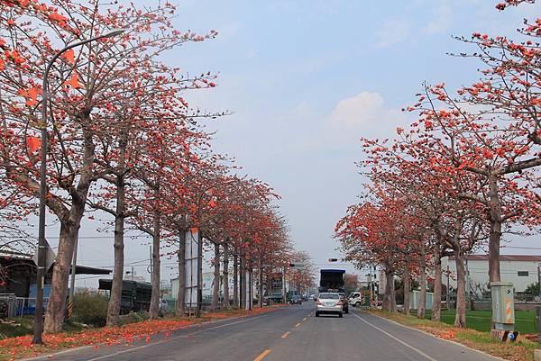 2023325虎尾木棉花道 (46).JPG