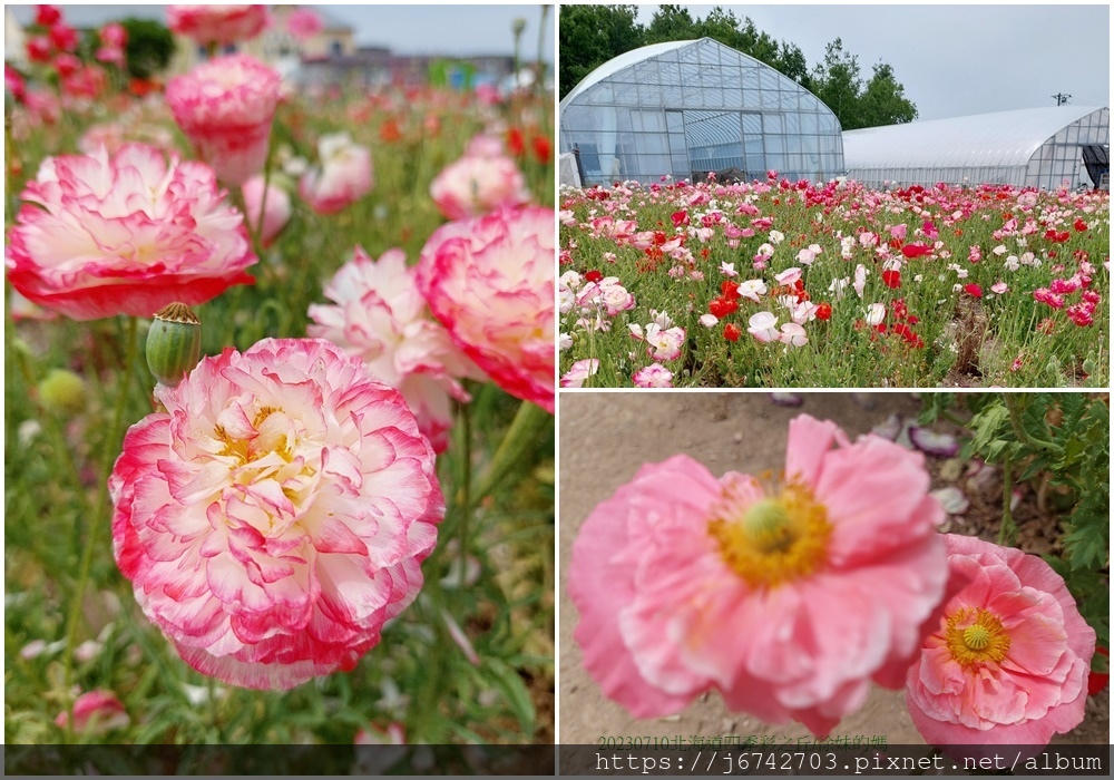 2023.7.10北海道~展望花田美瑛四季彩之丘