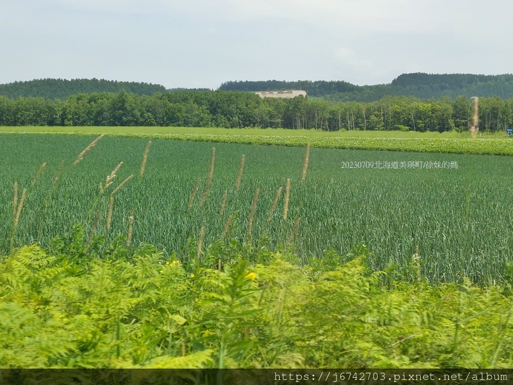 2023.7月北海道美瑛~白金青池/白鬚瀑布! 絕景夢幻藍!