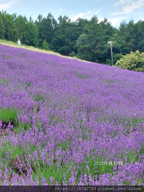 2023.7.10北海道北星山薰衣草園~坐登山吊椅賞薰衣草花