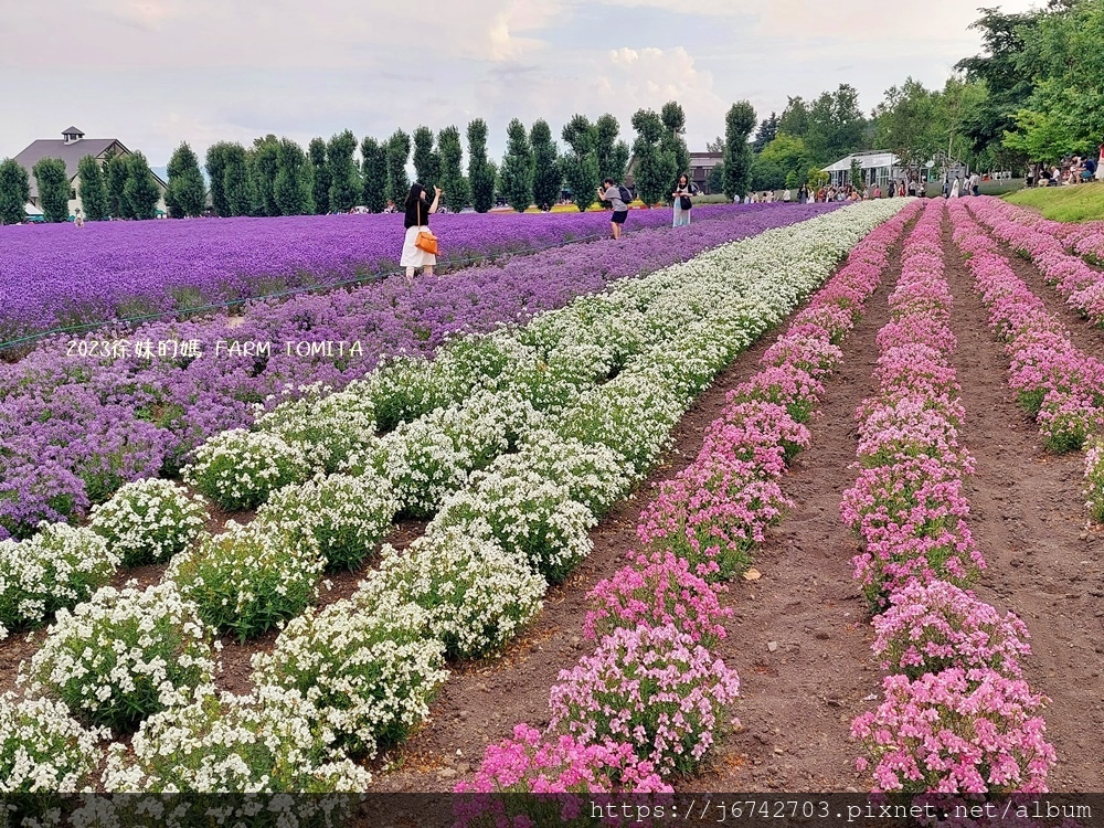 2023.7.10北海道富良野~富田農場~逛上一天都沒問題!