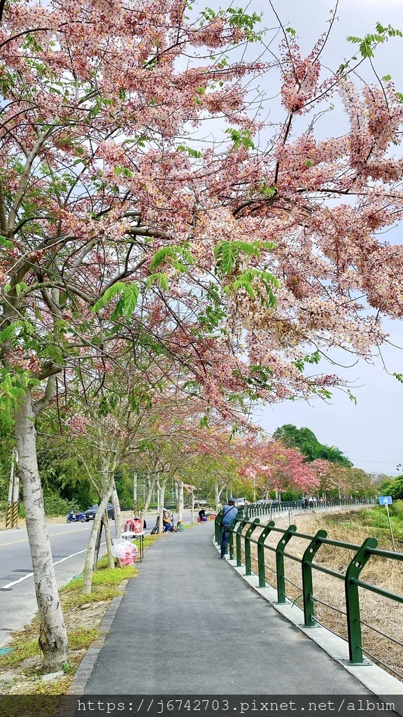 <就是愛拍拍> 彰化.二水花旗木步道