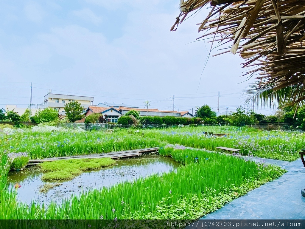 <就是愛拍拍> 堅持種下去的鳶尾花! 田尾旅人小屋 舒宿鳶尾