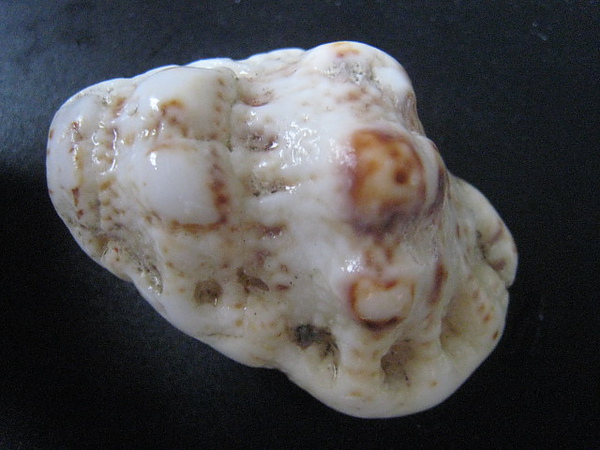石頭&貝殼 (80).JPG