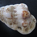 石頭&貝殼 (80).JPG