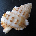石頭&貝殼 (62).JPG