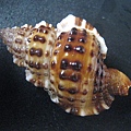 石頭&貝殼 (85).JPG