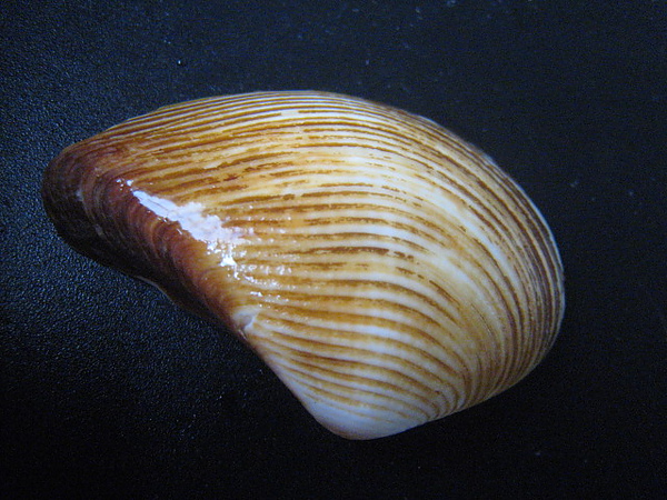 石頭&貝殼 (72).JPG